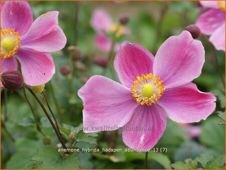 Anemone hybrida &#39;Hadspen Abundance&#39;