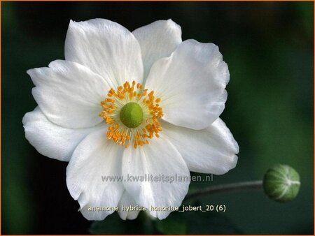 Anemone hybrida &#39;Honorine Jobert&#39;