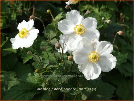 Anemone hybrida &#39;Honorine Jobert&#39;