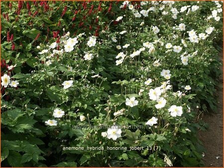 Anemone hybrida &#39;Honorine Jobert&#39;