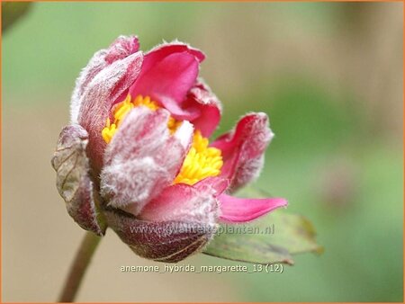 Anemone hybrida &#39;Margarette&#39;