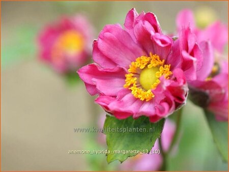 Anemone hybrida &#39;Margarette&#39;