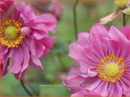 Anemone hybrida &#39;Margarette&#39;