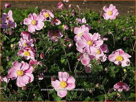 Anemone hybrida &#39;Rosenschale&#39;