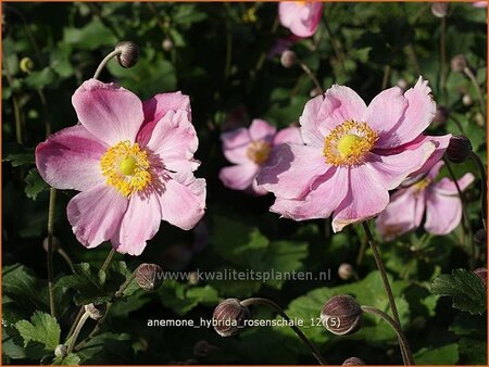 Anemone hybrida &#39;Rosenschale&#39;