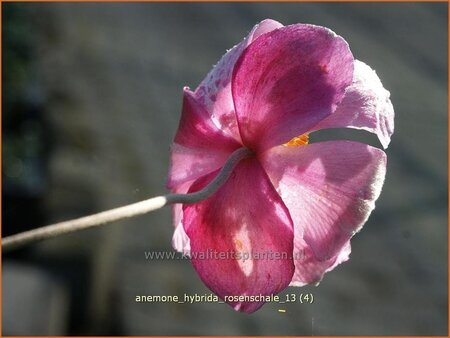 Anemone hybrida &#39;Rosenschale&#39;