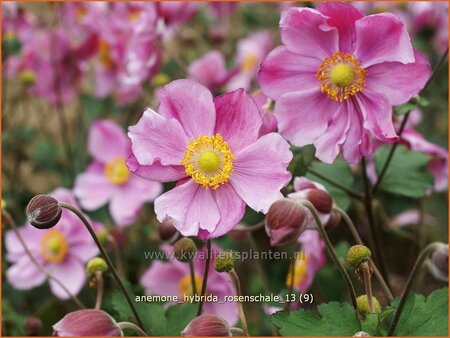 Anemone hybrida &#39;Rosenschale&#39;
