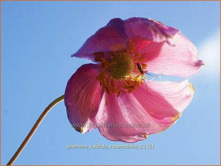Anemone hybrida &#39;Rosenschale&#39;