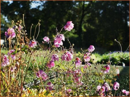 Anemone hybrida &#39;Rosenschale&#39;