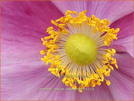 Anemone hybrida &#39;Rosenschale&#39;