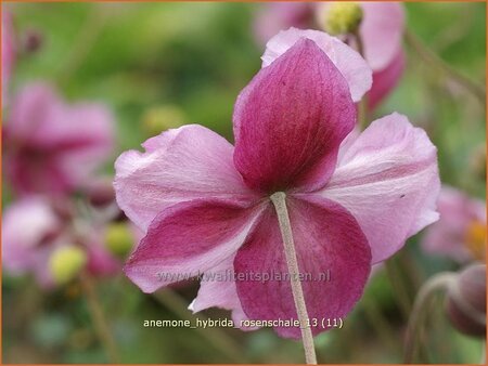 Anemone hybrida &#39;Rosenschale&#39;