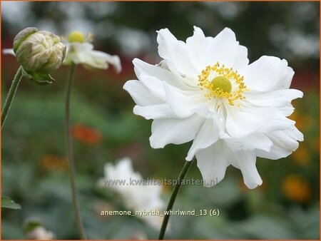 Anemone hybrida &#39;Whirlwind&#39;