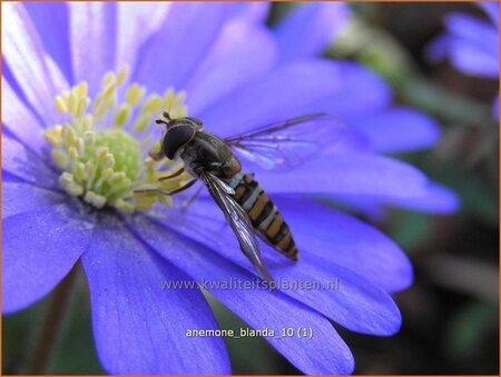 Anemone blanda