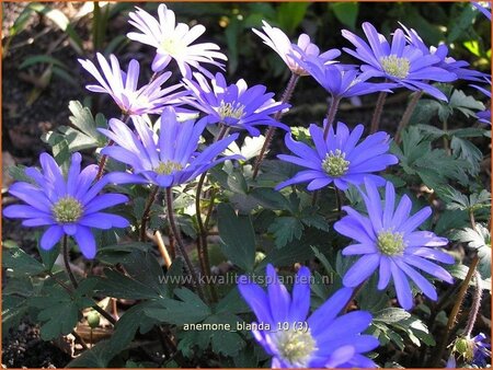 Anemone blanda