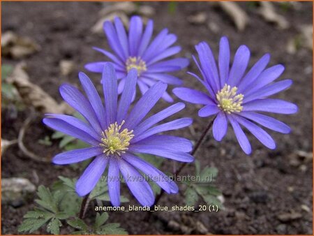 Anemone blanda 'Blue Shades'
