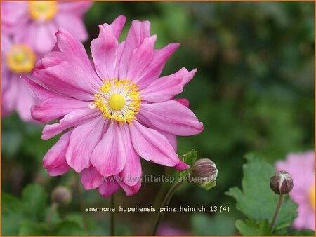 Anemone hupehensis &#39;Prinz Heinrich&#39;