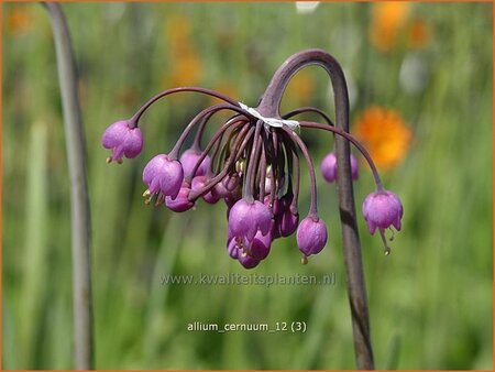 Allium cernuum