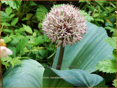 Allium karataviense