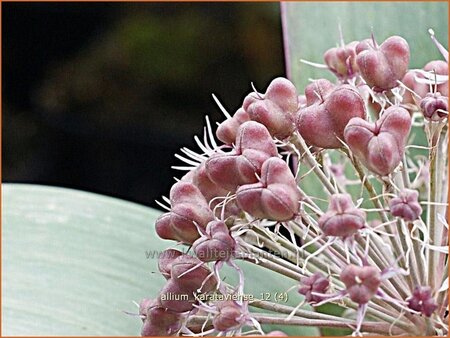 Allium karataviense