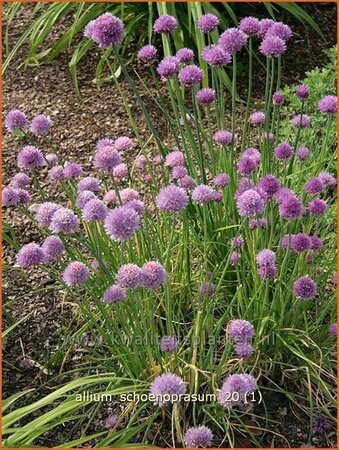 Allium schoenoprasum