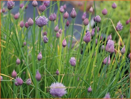 Allium schoenoprasum