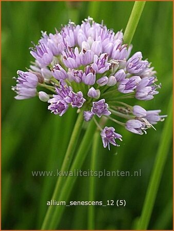 Allium senescens