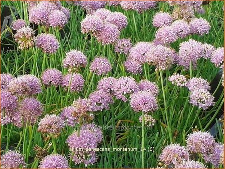 Allium senescens montanum