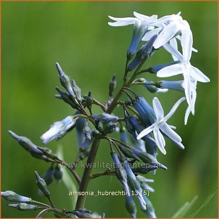 Amsonia hubrechtii