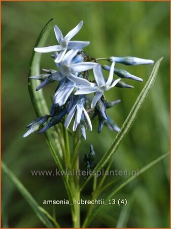 Amsonia hubrechtii