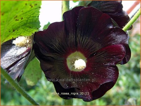 Alcea rosea 'Nigra'