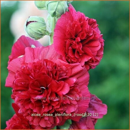 Alcea rosea 'Double Scarlet'