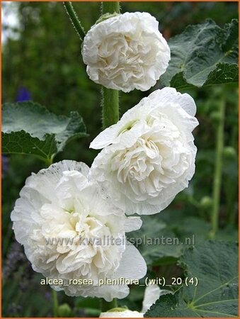 Alcea rosea 'Double White'