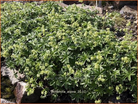 Alchemilla alpina