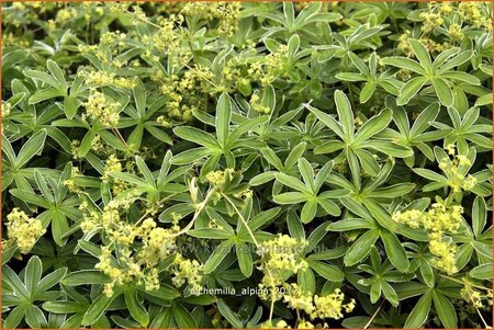Alchemilla alpina