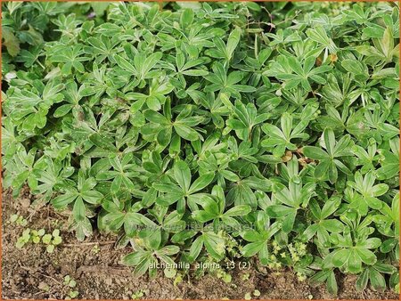 Alchemilla alpina