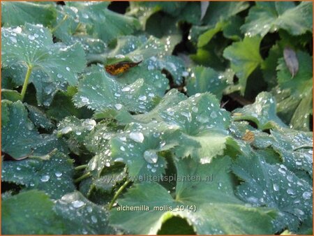 Alchemilla mollis