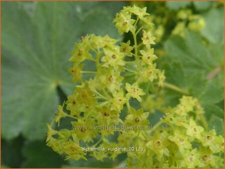 Alchemilla vulgaris