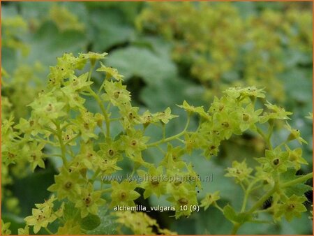 Alchemilla vulgaris