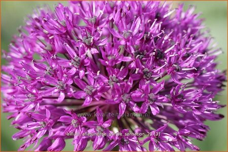 Allium aflatunense &#39;Purple Sensation&#39;