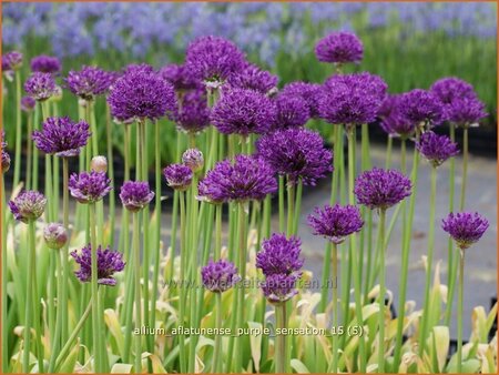 Allium aflatunense &#39;Purple Sensation&#39;