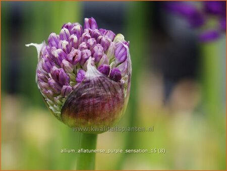 Allium aflatunense &#39;Purple Sensation&#39;