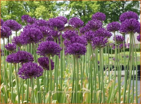 Allium aflatunense &#39;Purple Sensation&#39;