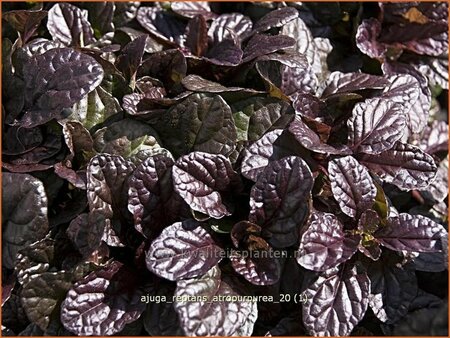 Ajuga reptans &#39;Atropurpurea&#39;