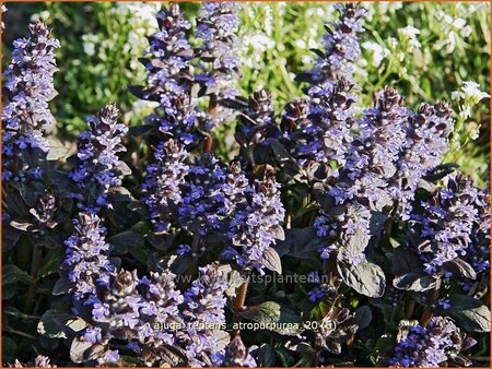 Ajuga reptans &#39;Atropurpurea&#39;