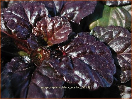 Ajuga reptans &#39;Black Scallop&#39;