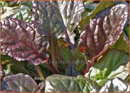 Ajuga reptans &#39;Catlins Giant&#39;