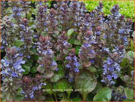 Ajuga reptans &#39;Catlins Giant&#39;