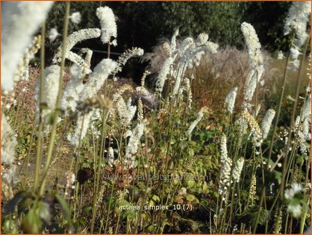 Actaea simplex