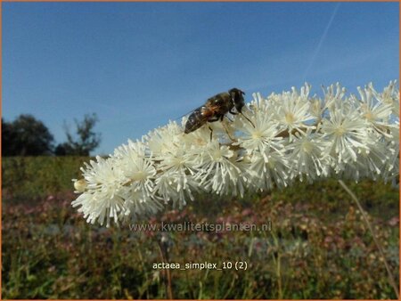 Actaea simplex