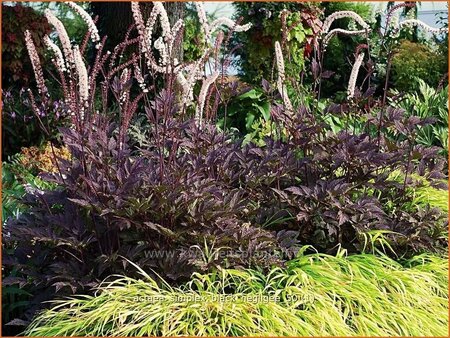 Actaea simplex &#39;Black Negligee&#39;